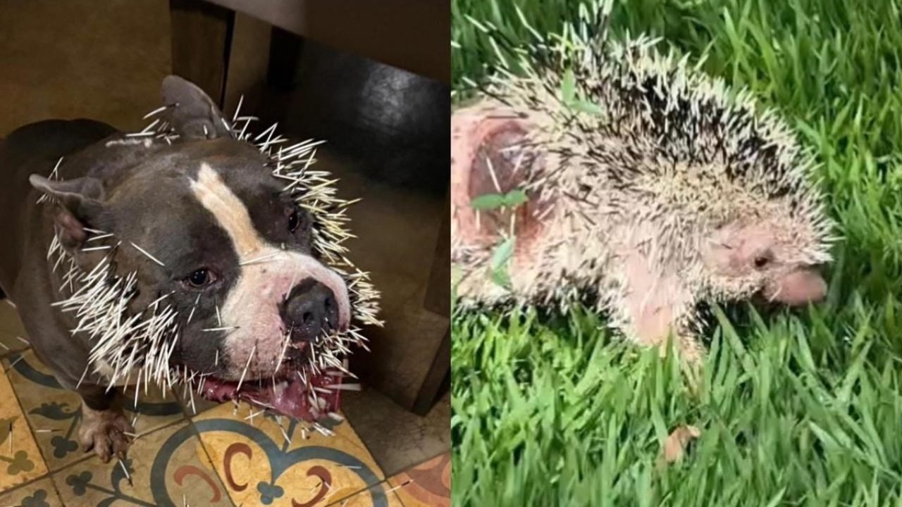 0db19f3a-american-bully-e-ourico