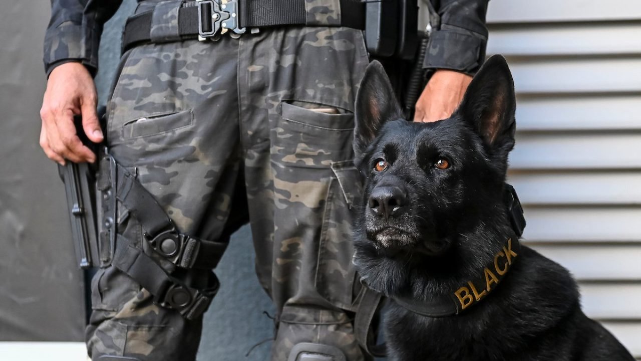 121125-KN-DOE-Realiza-Treinamento-com-Caes-Policiais-029-1