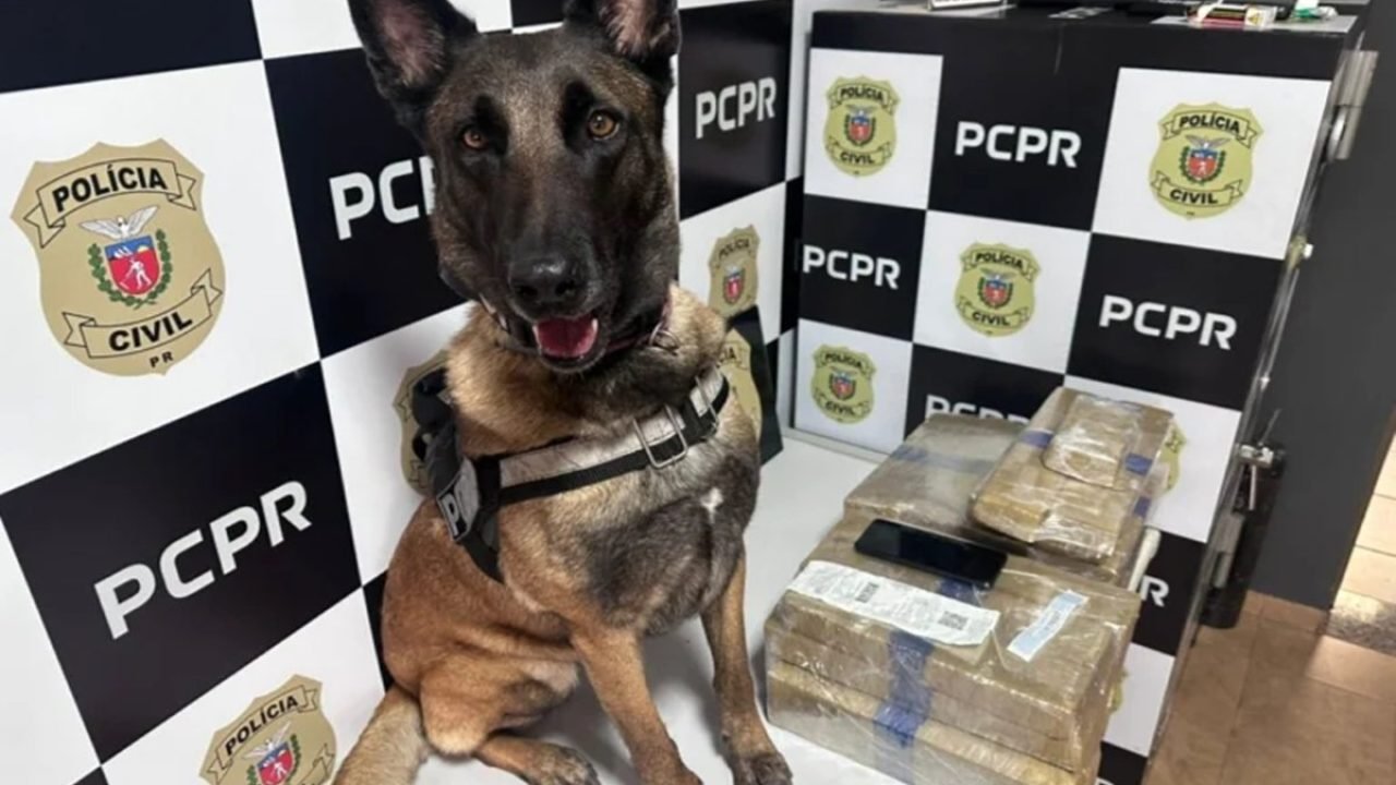 1bb89b33-policias-encontraram-24-quilos-de-maconha-escondido-em-um-onibus