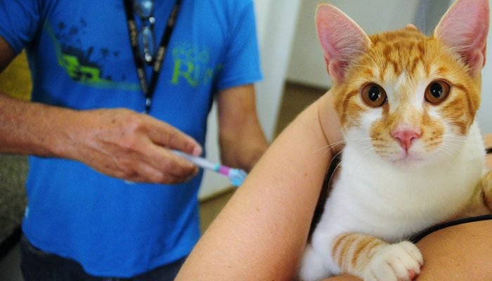 Lei oficializa Julho Dourado para promover saúde animal e prevenir zoonoses