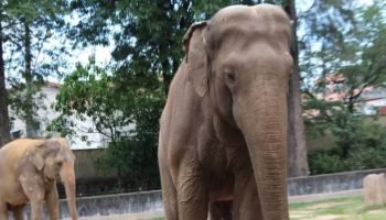 Elefante-Sandro