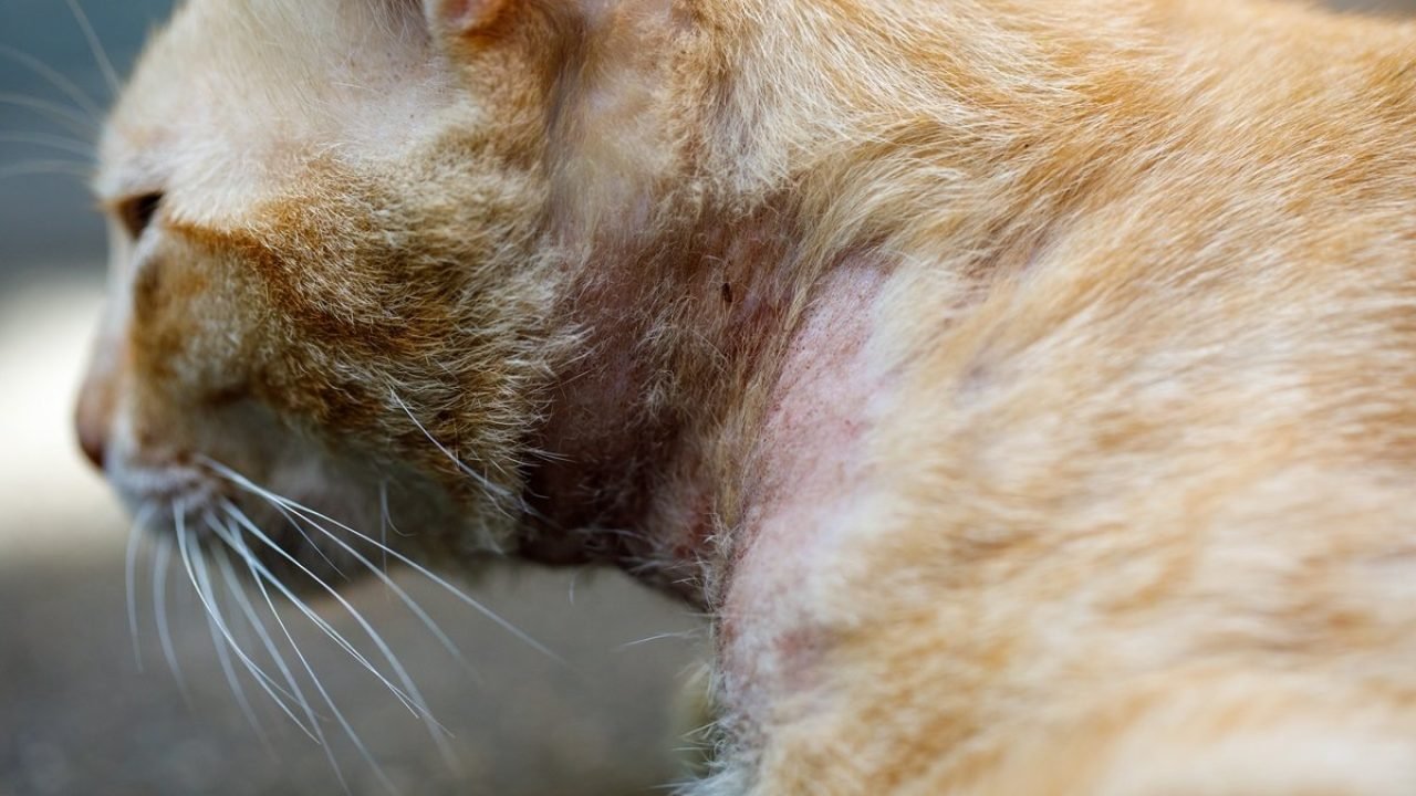 GettyImages-2221862252