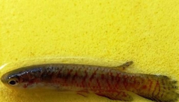 Melanorivulus-decoratus-01-640x330