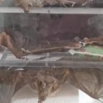 Morcegocapturado-660x330