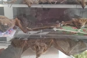 Morcegocapturado-660x330