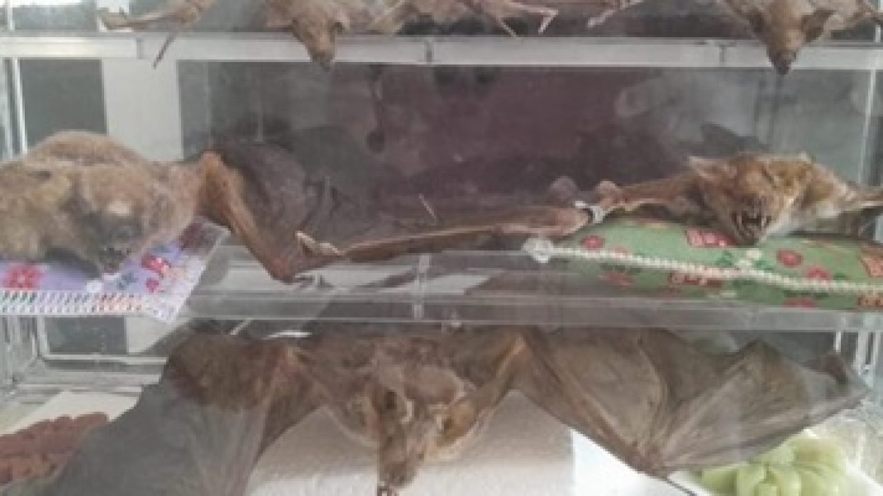 Morcegocapturado-660x330