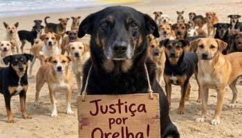 Nas-redes-sociais-Orelha-e-homenageada-por-internautas