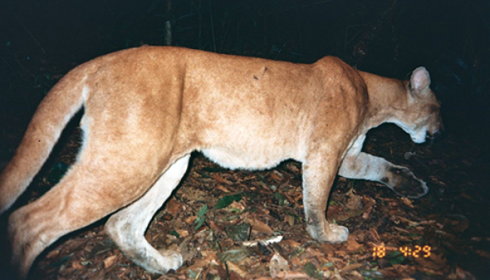 ONÇA