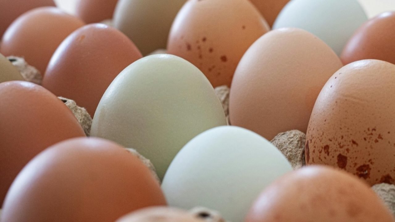 Ovos-_20260124_134837_0000