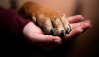 Pata-de-cachorro-GettyImages-1475168306