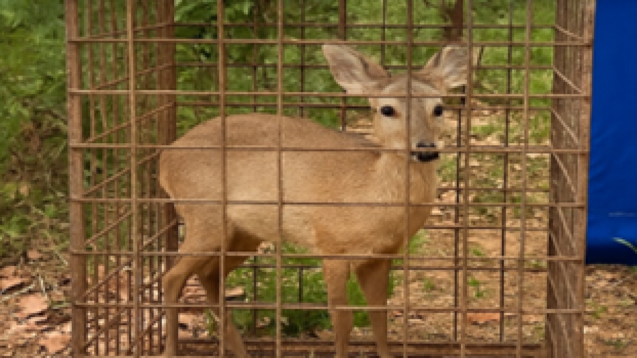 Sem-titulo-36 Sem-titulo-36