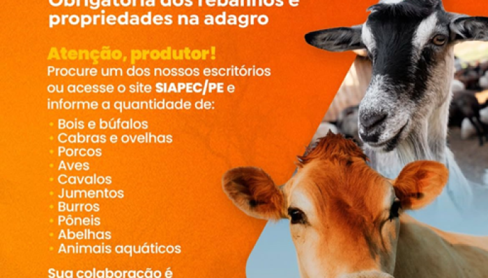 VERDEJANTE