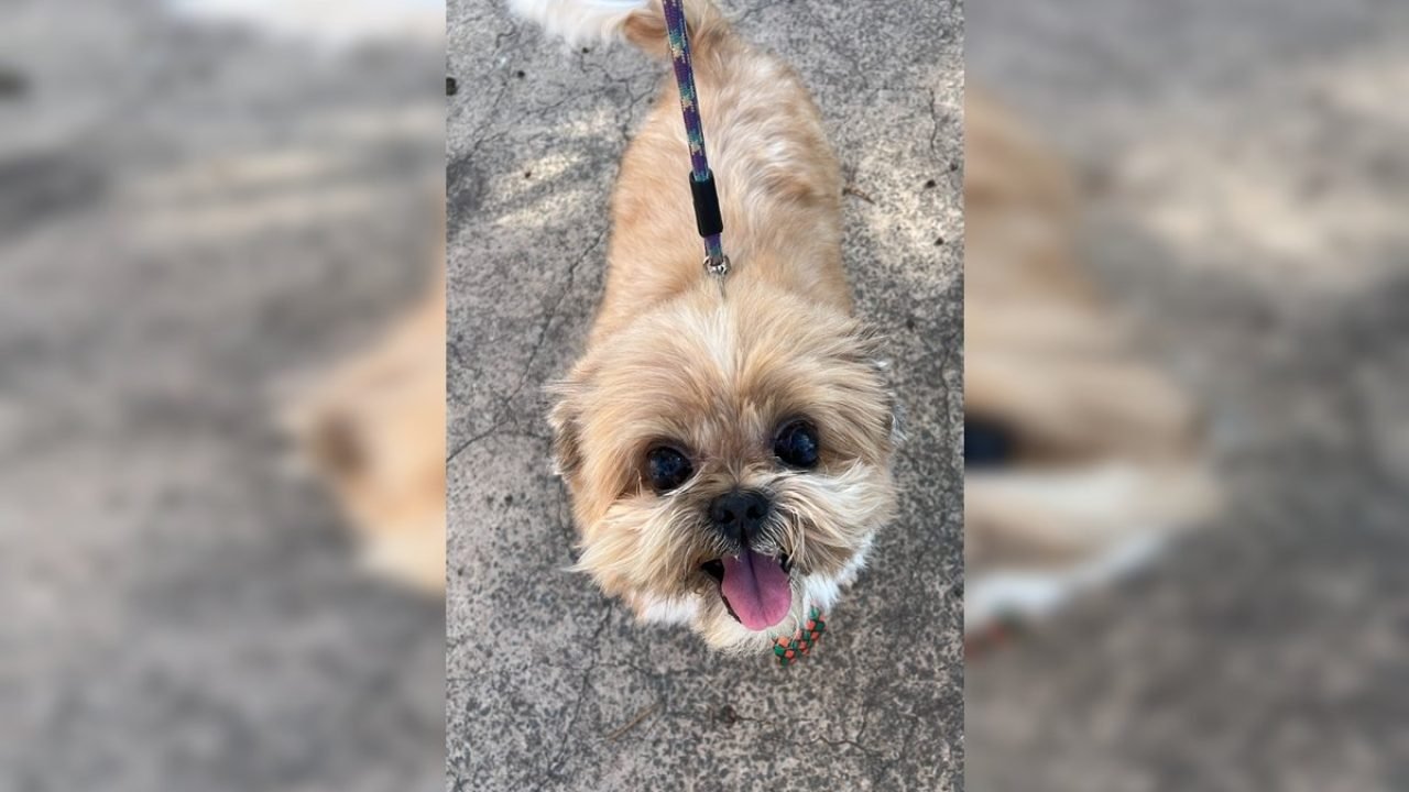 WhatsApp-Image-2025-12-09-at-18.52.34 WhatsApp-Image-2025-12-09-at-18.52.34