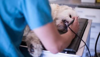 a12f6c37-cachorro-no-veterinario