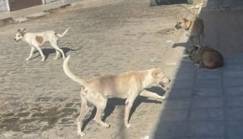 abbaf111-b3cc-4124-8216-f12ab7403a86-640x330