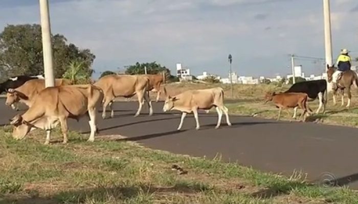 animaissoltos