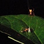 aranha-caca-formiga
