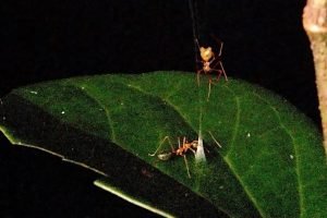 aranha-caca-formiga