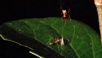 aranha-caca-formiga