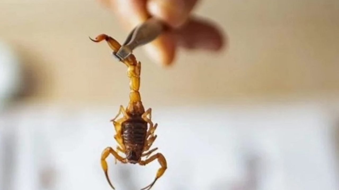 ataque-escorpiao-mudancas-climaticas