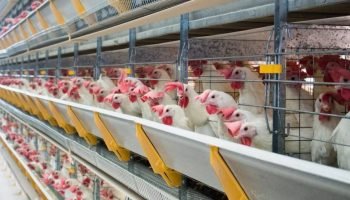 aviario_pernambuco_22361004-24301084