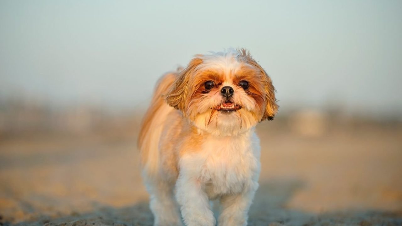 ba64a9ba-concessionaria-deve-indenizar-tutora-apos-desaparecimento-de-cachorro