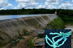 barragemBacterias