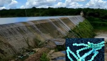 barragemBacterias
