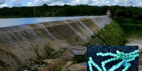 barragemBacterias