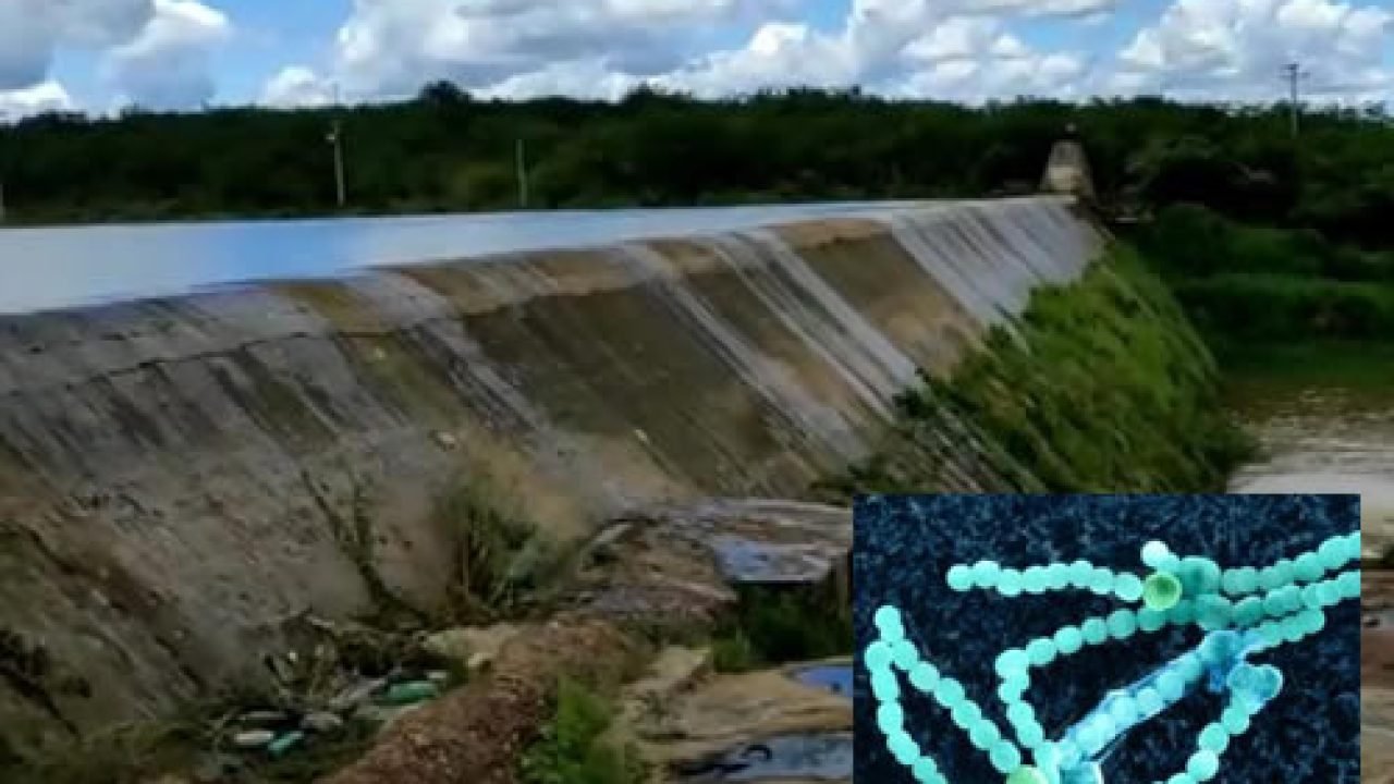 barragemBacterias