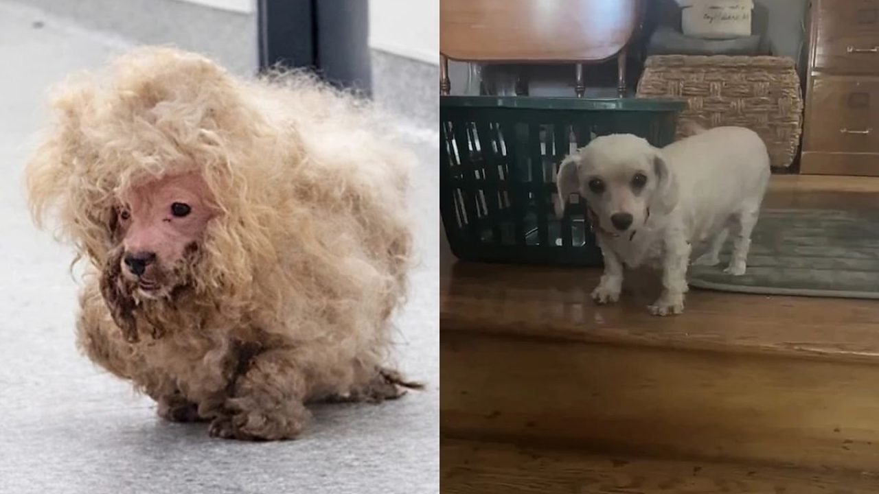 bc4e280e-pi7_tool_x-26