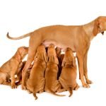 beautiful-hungarian-vizsla-mom-breastfeeding-her-puppies-white-surface