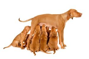 beautiful-hungarian-vizsla-mom-breastfeeding-her-puppies-white-surface