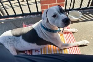 1 de 1 cachorro branco e preto — Foto: 1 de 1 cachorro branco e preto - Foto: Re