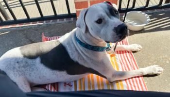 1 de 1 cachorro branco e preto — Foto: 1 de 1 cachorro branco e preto - Foto: Re