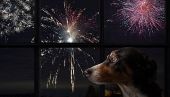 cachorro-fogos-de-artificio
