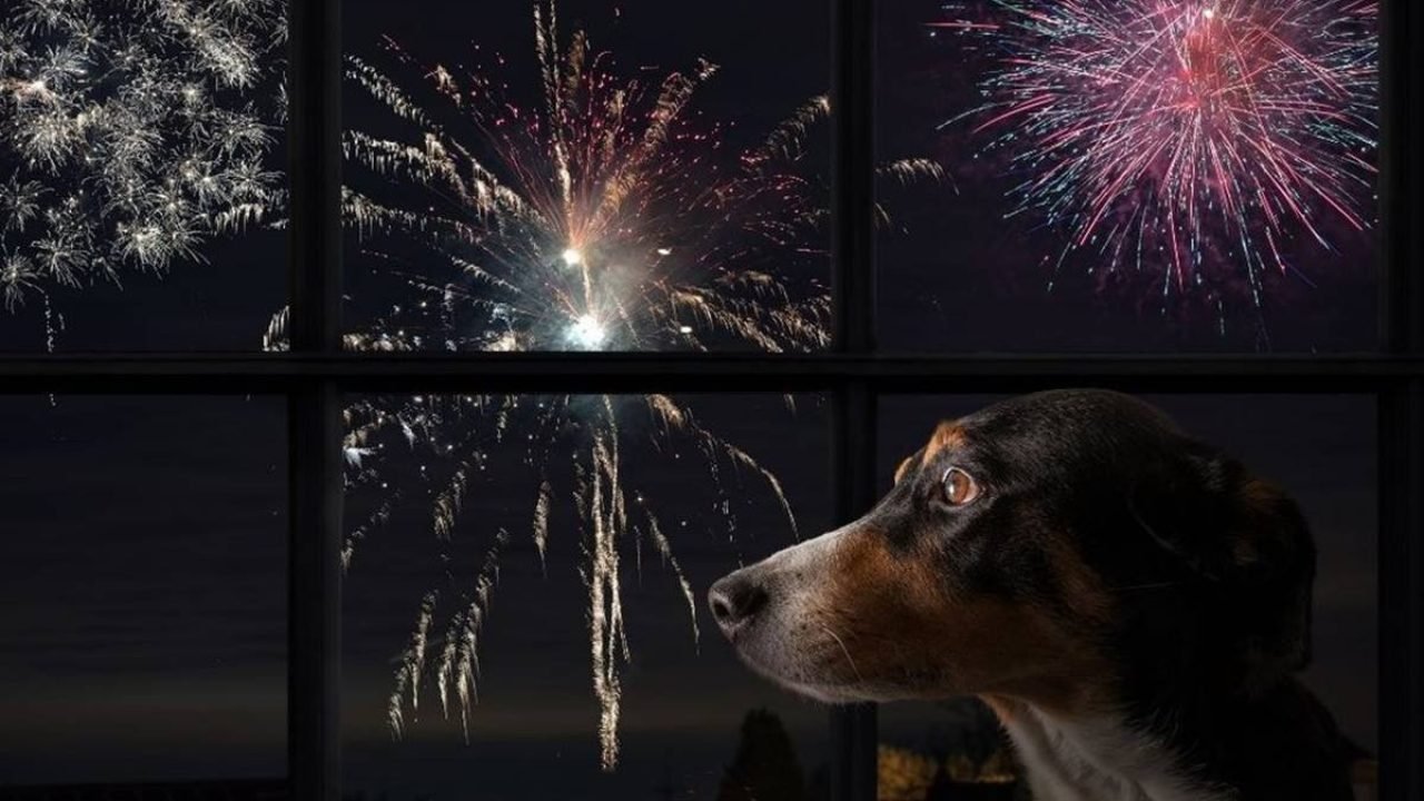 cachorro-fogos-de-artificio