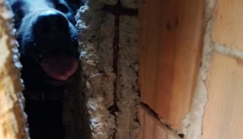 Foto: 1 de 1 cachorro-salvo-em-mg - Foto: Divulgação/PMMG