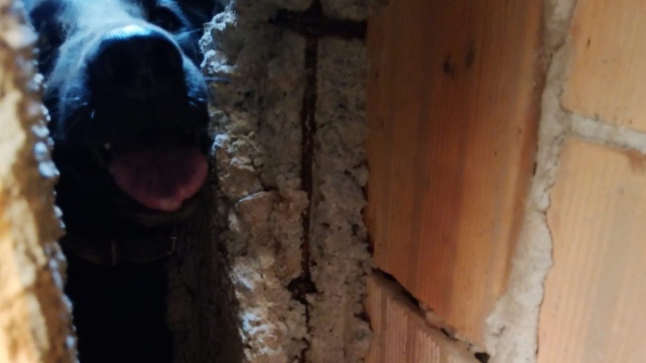 Foto: 1 de 1 cachorro-salvo-em-mg - Foto: Divulgação/PMMG