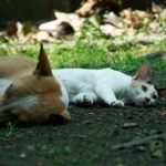 caes-e-gatos-projeto-848x477-1