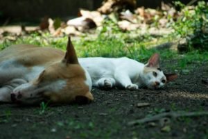 caes-e-gatos-projeto-848x477-1