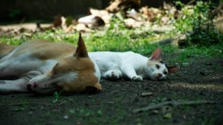 caes-e-gatos-projeto-848x477-1
