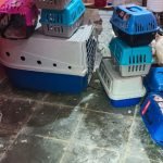 canil-clandestino-descoberto