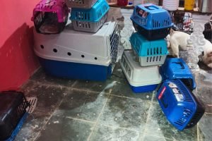 canil-clandestino-descoberto