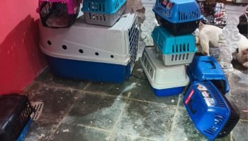 canil-clandestino-descoberto