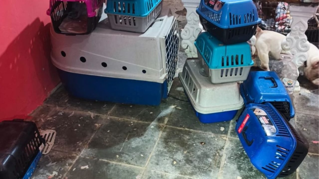 canil-clandestino-descoberto