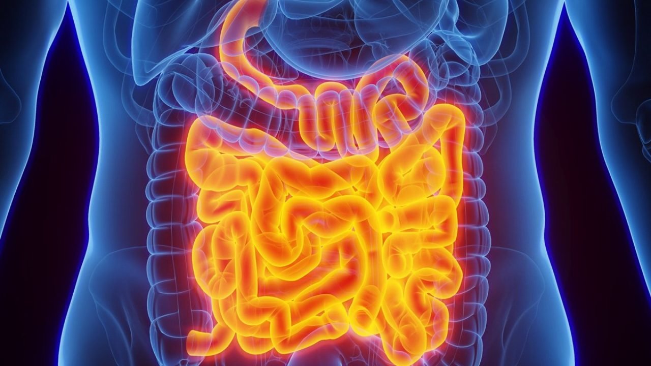 d8f1449e-intestino_2