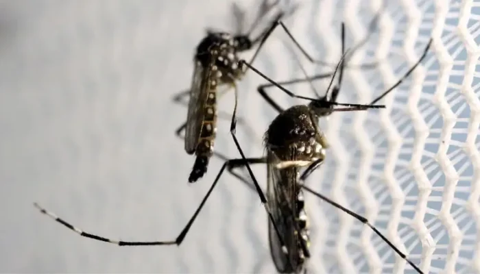 dengue-12509_800x450.webp.webp
