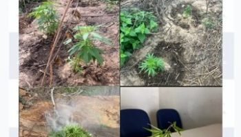 e85faf35-fed2-4567-834c-fe793db2a3d3-360x330