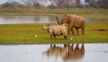 elefante-e-rinoceronte